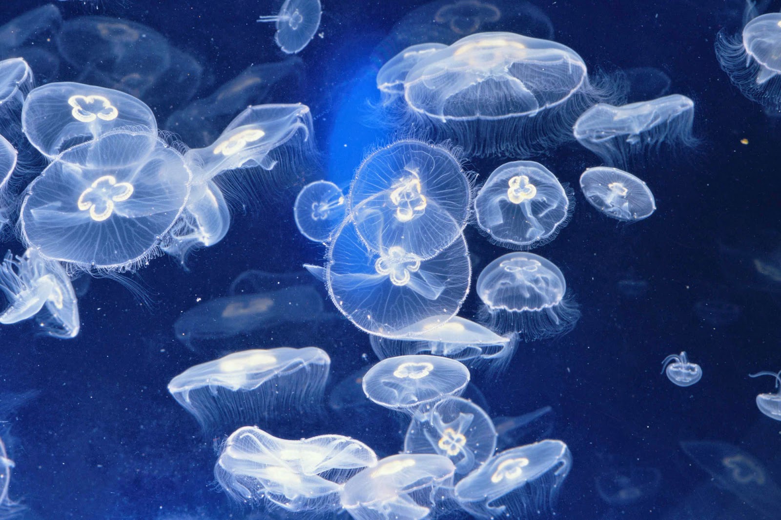 jellyfish.jpg