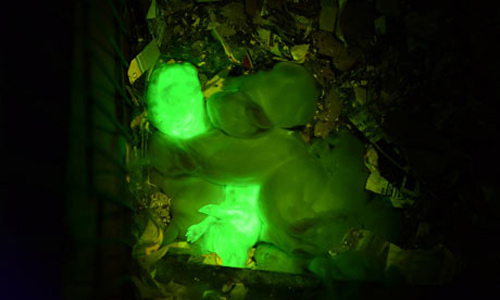 1376453700-glowing-green-rabbits-001.jpg